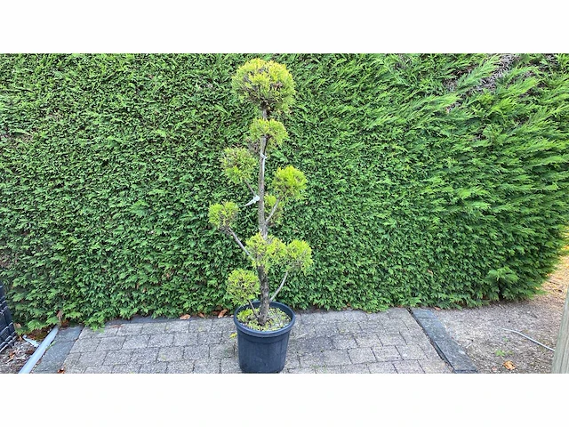 Cypress bonsai sierboom (3x) - afbeelding 1 van  1