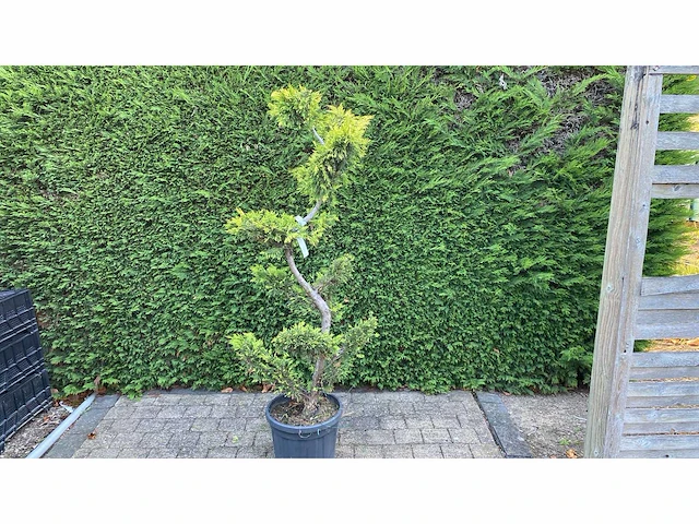 Cypress toscane bonsai sierboom (3x) - afbeelding 1 van  1