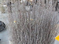 Deco - afbeelding 2 van  2