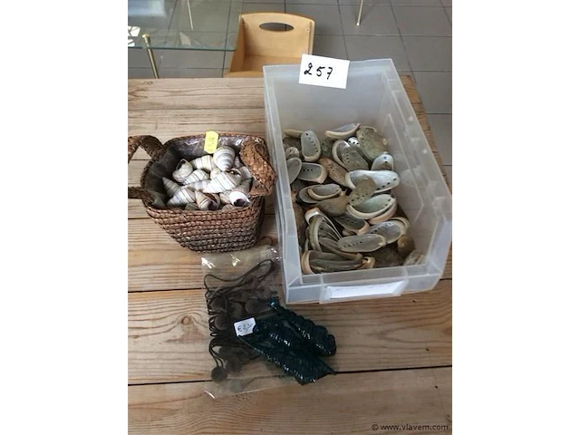 Decoratiemateriaal schelpen - afbeelding 1 van  2