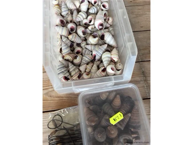 Decoratiemateriaal schelpen - afbeelding 3 van  3