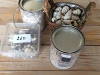 Decoratiemateriaal schelpen - afbeelding 1 van  3