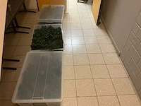 Decoratiemateriaal - afbeelding 11 van  18