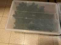 Decoratiemateriaal - afbeelding 13 van  18