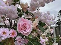 Decoratieve boom in design bloempot - afbeelding 4 van  6