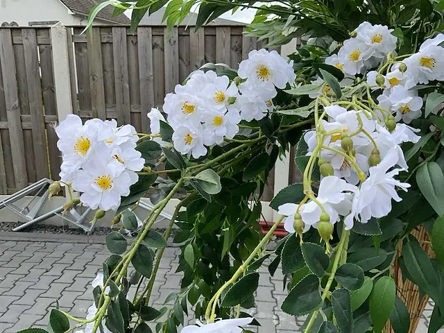 Decoratieve boom in design bloempot - afbeelding 3 van  5