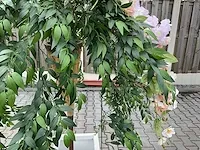 Decoratieve boom in design bloempot - afbeelding 4 van  5