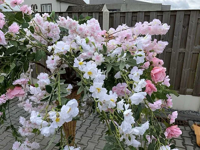 Decoratieve boom in design bloempot - afbeelding 2 van  5