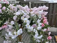 Decoratieve boom in design bloempot - afbeelding 2 van  5