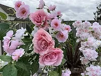 Decoratieve boom in design bloempot - afbeelding 3 van  5
