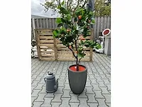 Decoratieve boom in design bloempot - afbeelding 1 van  4