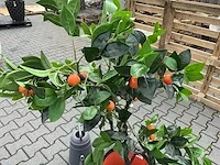 Decoratieve boom in design bloempot - afbeelding 2 van  4
