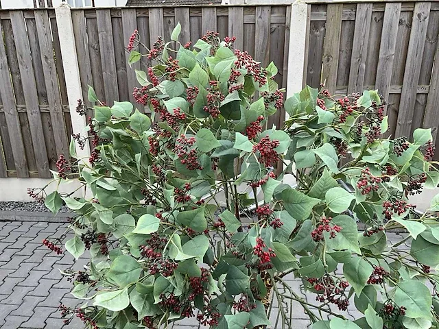 Decoratieve boom in design bloempot - afbeelding 2 van  4