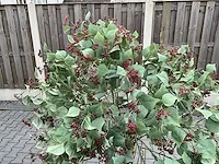 Decoratieve boom in design bloempot - afbeelding 2 van  4