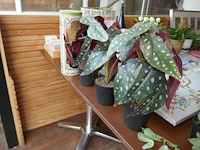 Decoratieve items en dergelijken - afbeelding 5 van  10