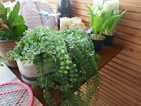 Decoratieve items en dergelijken - afbeelding 9 van  10