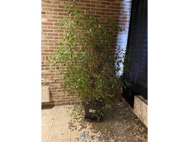Decoratieve plant - afbeelding 1 van  1