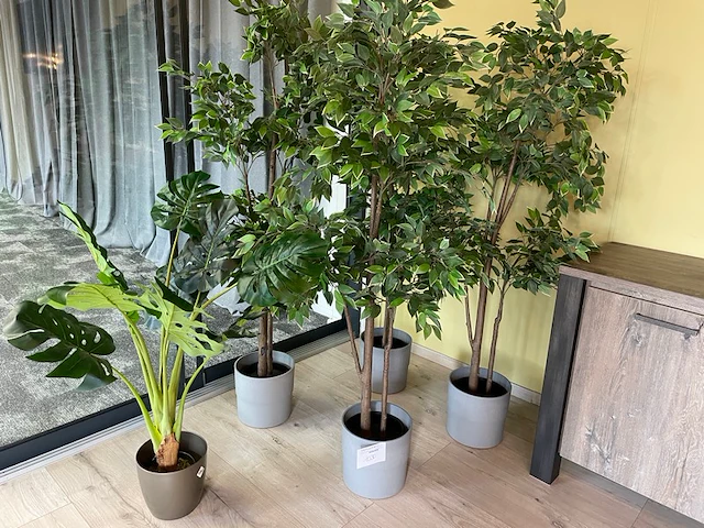 Decoratieve planten - afbeelding 1 van  6