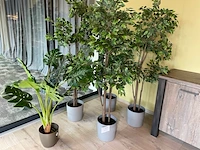 Decoratieve planten - afbeelding 1 van  6