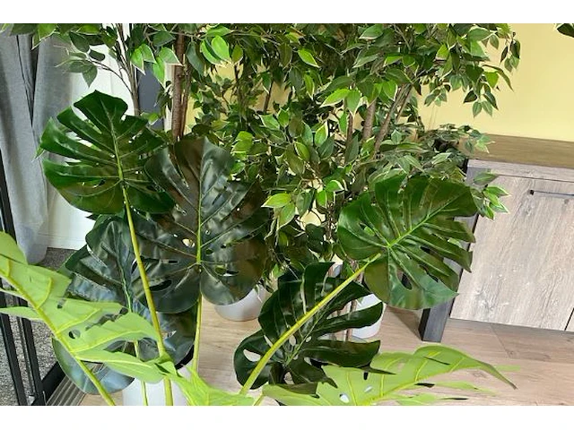 Decoratieve planten - afbeelding 2 van  6