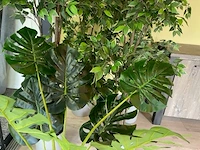 Decoratieve planten - afbeelding 2 van  6