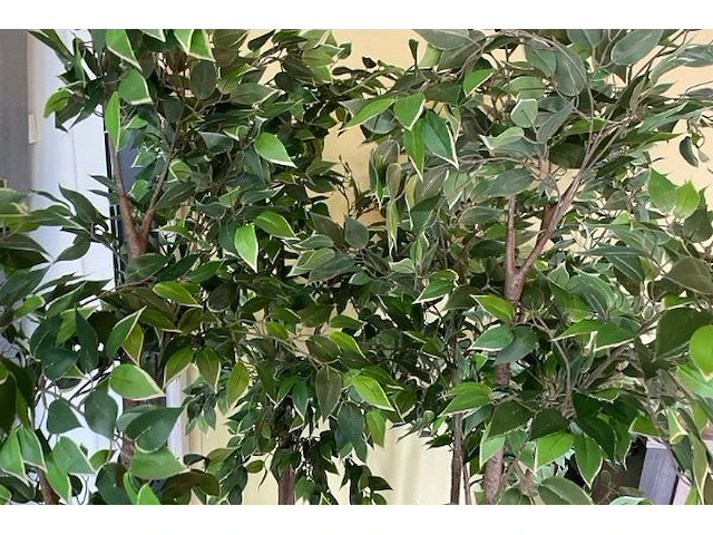 Decoratieve planten - afbeelding 3 van  6