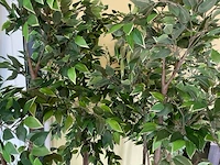 Decoratieve planten - afbeelding 3 van  6