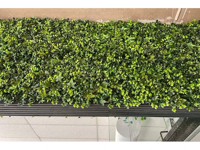 Decoratieve planten - afbeelding 4 van  6