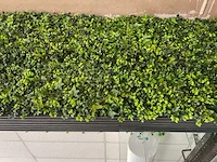 Decoratieve planten - afbeelding 4 van  6