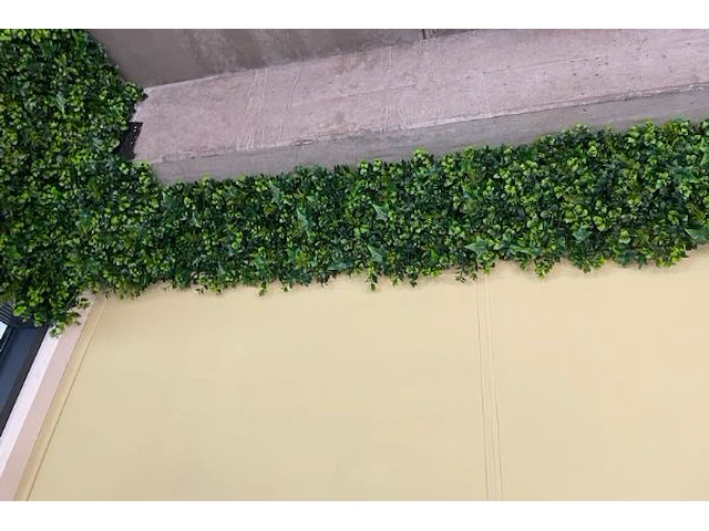 Decoratieve planten - afbeelding 5 van  6
