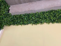 Decoratieve planten - afbeelding 5 van  6