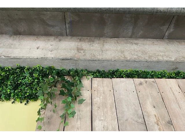 Decoratieve planten - afbeelding 6 van  6