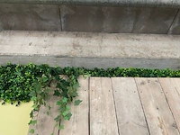 Decoratieve planten - afbeelding 6 van  6