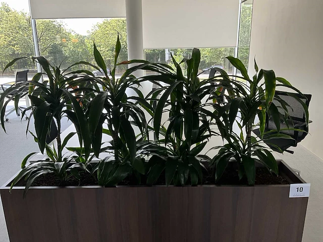 Design plantenbak (6x) - afbeelding 3 van  5