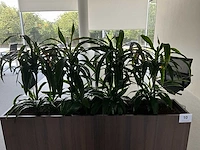 Design plantenbak (6x) - afbeelding 3 van  5