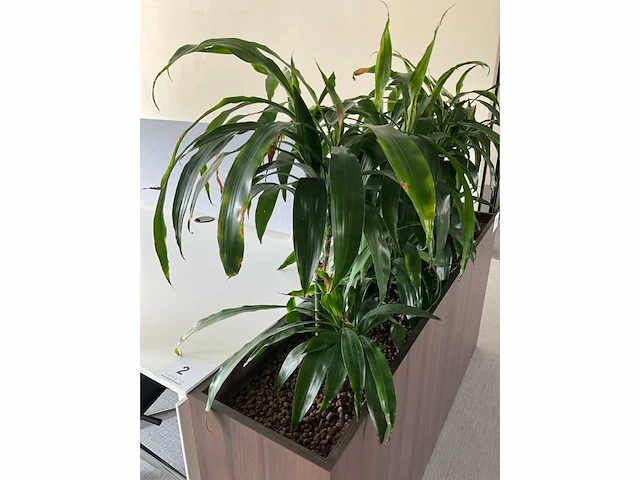 Design plantenbak (6x) - afbeelding 4 van  5