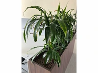 Design plantenbak (6x) - afbeelding 4 van  5