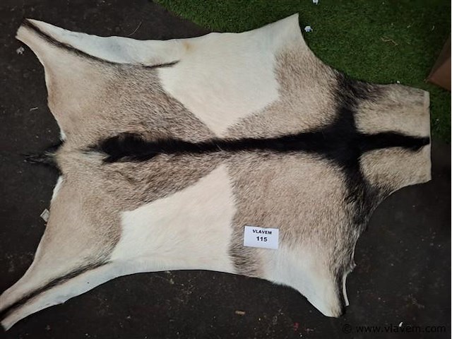 Dierenhuid - afbeelding 1 van  1