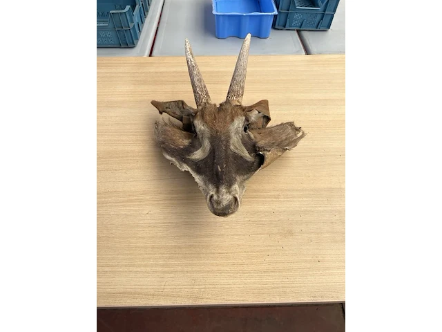 Dierenkop - afbeelding 1 van  3
