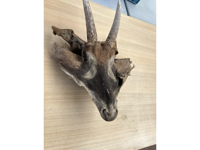 Dierenkop - afbeelding 2 van  3