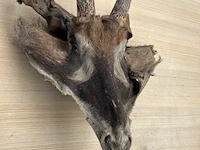 Dierenkop - afbeelding 2 van  3