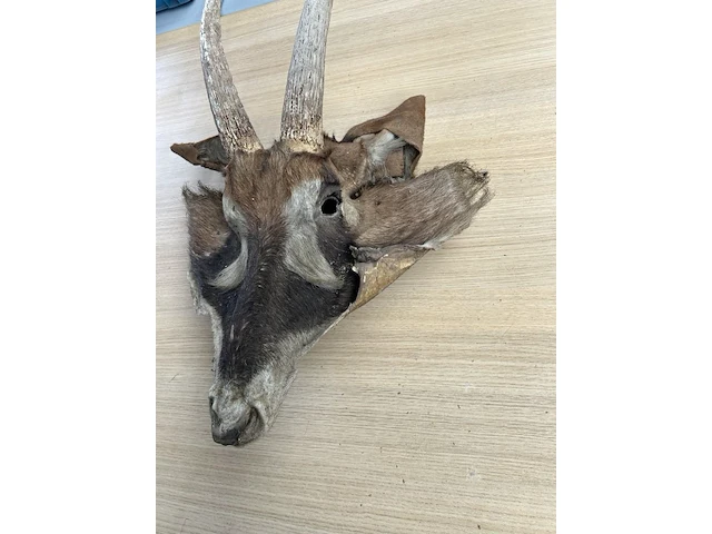 Dierenkop - afbeelding 3 van  3