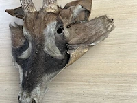 Dierenkop - afbeelding 3 van  3