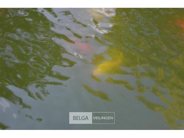 Div vijvervissen (zelf vangen) - afbeelding 1 van  2