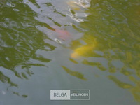 Div vijvervissen (zelf vangen) - afbeelding 1 van  2