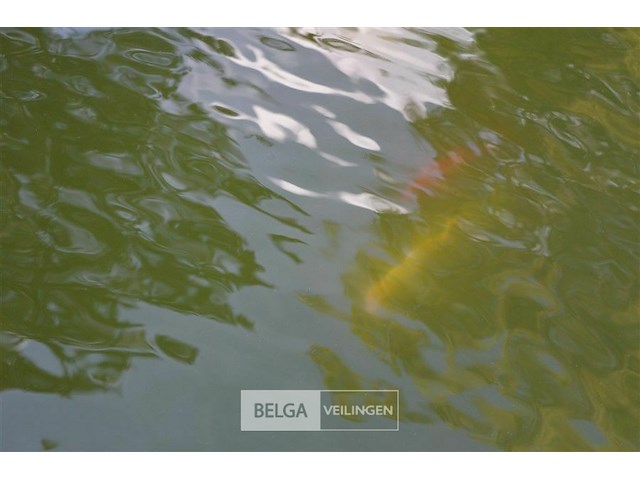 Div vijvervissen (zelf vangen) - afbeelding 2 van  2