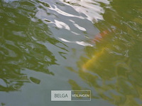 Div vijvervissen (zelf vangen) - afbeelding 2 van  2