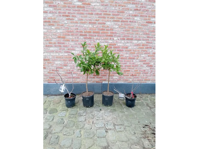 Diverse planten - afbeelding 1 van  1