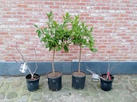 Diverse planten - afbeelding 1 van  1
