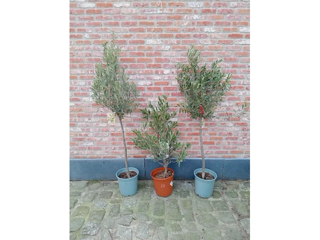 Diverse planten - afbeelding 1 van  1